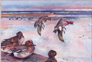 Ánades Silbones, ilustración de Wild Nature & Country Life publicada por Hodder & Stoughton, c.1910 de Frank Southgate