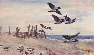Vida salvaje en East Anglia: Inmigrantes de otoño, cuervos encapuchados y colorines nivales (litografía en color)