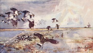 Vida salvaje en East Anglia: Plover-Netting (litografía en color) de Frank Southgate