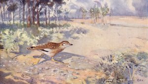 Wild Life in East Anglia: Zarapito real (litografía en color) de Frank Southgate