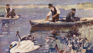 Wild Life in East Anglia: Swan-Upping (litografía en color)