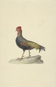 Hoen de Sonnerat de François Levaillant (circle of)