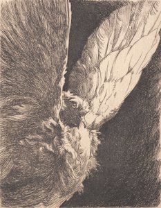 Una paloma de Frans Schwartz