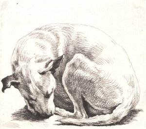 Placa de prueba: Un perro