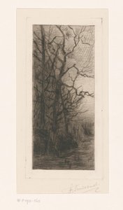 Árboles junto al agua