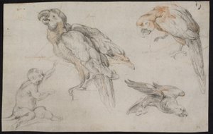 Hoja de estudio con loros y mono de Frans Snijders