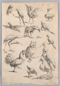 Surtido de aves, del "Recueil de differentes études d