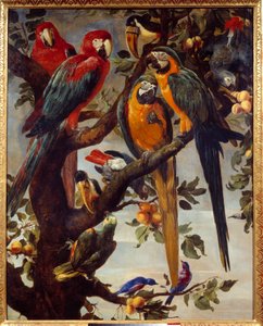 Loros y otras aves de Frans Snyders