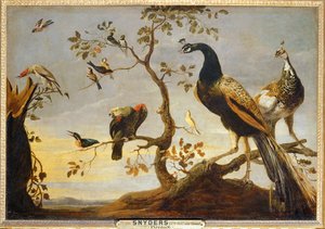Poseaux en ramas ... de Frans Snyders