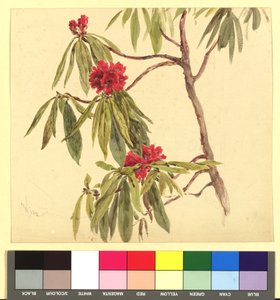 Estudio de flores (Dafne) de Franz Alt