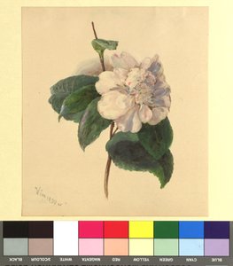 Acuarela de flores de Franz Alt