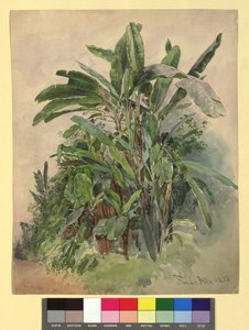 Schönbrunn - Estudio de plantas de Franz Alt