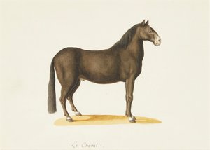 Le Cheval (acuarela) de Franz Anton von (attr.to) Scheidel
