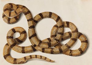 Serpiente, 1770-1780s de Franz Anton von Scheidel