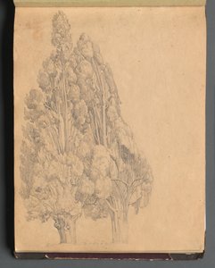 Álbum con vistas de Roma y alrededores, estudios de paisajes, página 13a: Árboles de Franz Johann Heinrich Nadorp