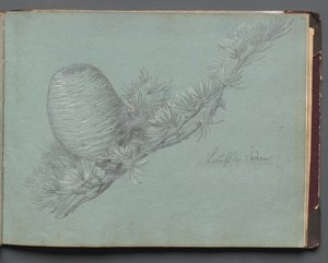 Album with Views of Rome and Surroundings, Landscape Studies, page 49a: Study of a Evergreen Branch with Pinecone de Franz Johann Heinrich Nadorp
