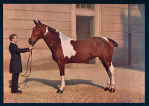 Fotografía de un caballo tomada con una lente Zeiss Tessar, c. 1908 de Franz Kuhn