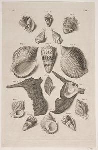 Plancha con conchas. Plancha 1. de Franz Michael Regenfus