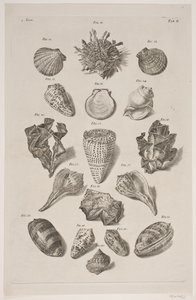 Plancha con conchas. Plancha 2. de Franz Michael Regenfus