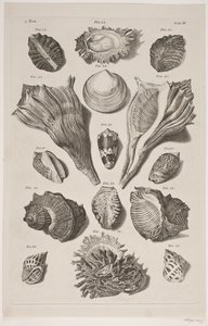 Plancha con conchas. Plancha 3. de Franz Michael Regenfus
