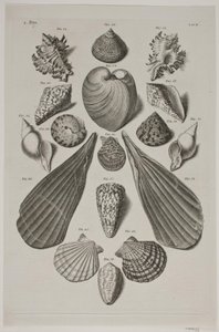 Plancha con conchas. Plancha 4. de Franz Michael Regenfus