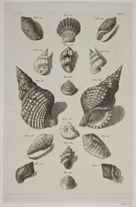Plancha con conchas. Plancha 5. de Franz Michael Regenfus