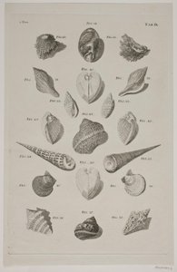 Plancha con conchas. Plancha 9. de Franz Michael Regenfus