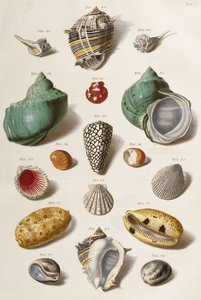 Varias conchas marinas, 1758 de Franz Michael Regenfus
