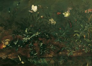 Césped con cardo, ranas y libélula de Franz Michael Siegmund von Purgau d. Ä.