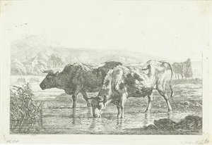 Dos vacas bebiendo