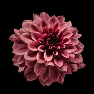 Dalia de color burdeos intenso de Fred Louwen