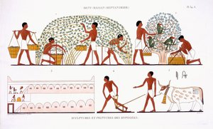 Recogida de fruta, de un raro registro de frescos de Tebas, registrado en 1819-1822 en su segunda visita a Egipto por Frederic Cailliaud (1787-1869), litografía en color
