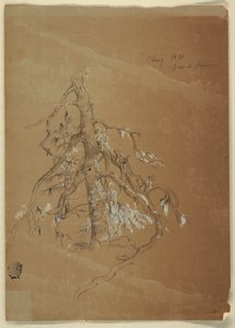 Un árbol perenne nudoso, Grand Manan, Canadá