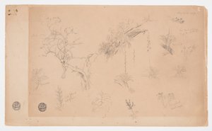 Un grupo de trece estudios botánicos de Colombia o Ecuador de Frederic Edwin Church