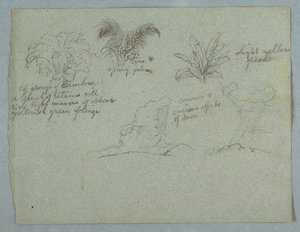 Bambúes, vid y una palmera joven, planta, y dos escenas de lluvia cayendo de nubes sobre crestas, Río Magdalena, Colombia de Frederic Edwin Church