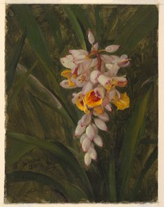 "Cardamomo" de Frederic Edwin Church
