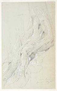 Raíces de árbol de algodón creciendo en una pendiente, Jamaica de Frederic Edwin Church