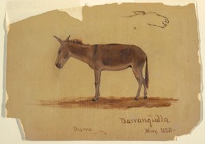 Dibujo, Un burro, Baranquilla, Colombia, mayo de 1853 de Frederic Edwin Church