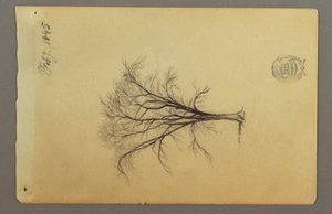 Dibujo, Un árbol sin hojas, febrero de 1845 de Frederic Edwin Church