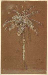 Dibujo, Palma de Abaye, Monte Salus, Jamaica, junio de 1865 de Frederic Edwin Church