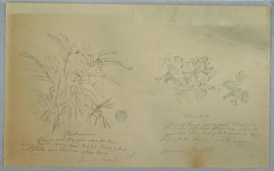 Dibujo, Estudios sobre el arrurruz y el cardamomo, Jamaica, junio de 1865 de Frederic Edwin Church