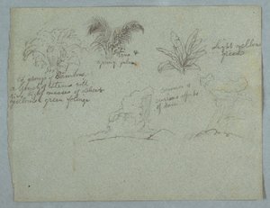 Dibujo, bambúes, enredadera y una palmera joven, planta, y dos escenas de lluvia cayendo de las nubes sobre crestas, Río Magdalena, Colombia, 1853, probablemente mayo. de Frederic Edwin Church
