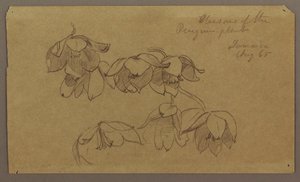 Dibujo, Flores de Penguin Hill, agosto de 1865 de Frederic Edwin Church