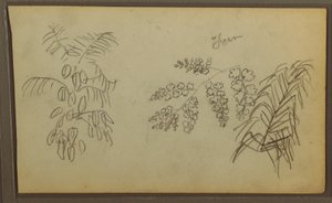 Dibujo, Bocetos botánicos, 1857