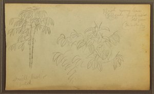 Dibujo, Bocetos botánicos, 1857