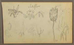 Dibujo, Bocetos botánicos, 1857