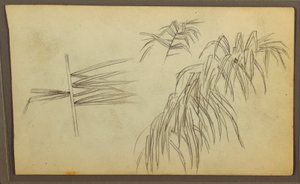 Dibujo, Bocetos botánicos, 1857 de Frederic Edwin Church