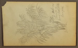 Dibujo, Bocetos botánicos, 1857