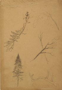 Dibujo, Bocetos botánicos, 1888