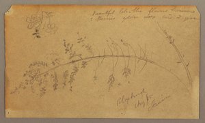 Dibujo, Bocetos botánicos, agosto de 1865 de Frederic Edwin Church
